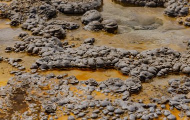 Yosun-bakteriyel paspaslar. Sıcak termal yay, Yellowstone NP 'de sıcak havuz. Wyoming, ABD