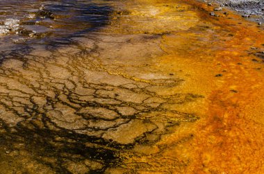 Yosun-bakteriyel paspaslar. Sıcak termal yay, Yellowstone NP 'de sıcak havuz. Wyoming, ABD
