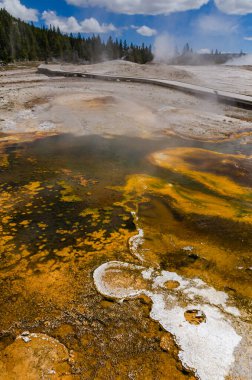 Yosun-bakteriyel paspaslar. Sıcak termal yay, Yellowstone NP 'de sıcak havuz. ABD