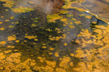 Yosun-bakteriyel paspaslar. Sıcak termal yay, Yellowstone NP 'de sıcak havuz, ABD