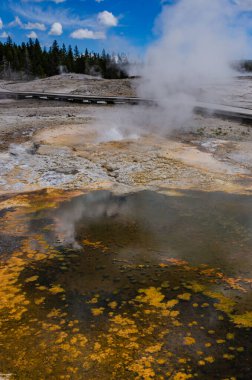 Yosun-bakteriyel paspaslar. Sıcak termal yay, Yellowstone NP 'de sıcak havuz, ABD