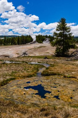 Yosun-bakteriyel paspaslar. Sıcak termal yay, Yellowstone NP 'de sıcak havuz, ABD