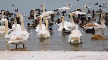 Sessiz kuğu (Cygnus olor), martılar ve ördekler - Karadeniz 'de kışı geçiren su kuşu