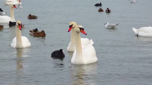 Cisne Mudo Cygnus Olor Gaviotas Patos Aves Acuáticas Invernantes Mar — Vídeo de stock