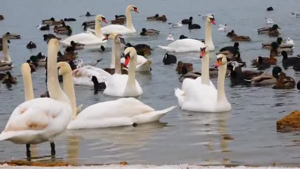 Лебеді Cygnus Olor Чайки Качки Зимуючі Водоплавні Птахи Чорному Морі — стокове відео