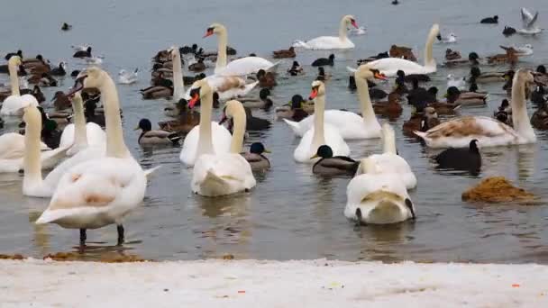 Néma Hattyú Cygnus Olor Sirályok Kacsák Téli Vízimadarak Fekete Tengeren — Stock videók