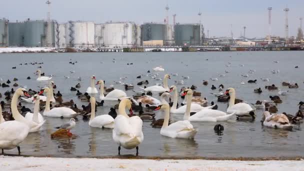 Mute Swan Cygnus Olor Gulls Ducks Wintering Waterfowl Black Sea — Stock Video