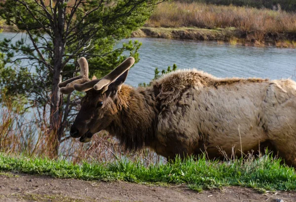 Bull Moose, a young animal eating green grass during a rain on the roadside, USA