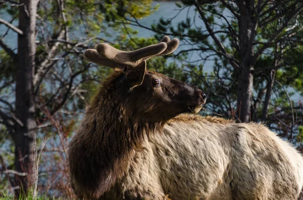 Bull Moose, a young animal eating green grass during a rain on the roadside, USA