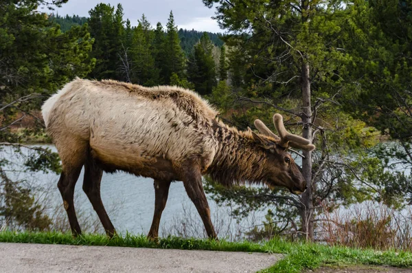 Bull Moose, a young animal eating green grass during a rain on the roadside, USA