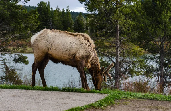 Bull Moose, a young animal eating green grass during a rain on the roadside, USA