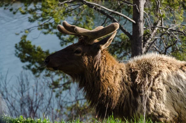 Bull Moose, a young animal eating green grass during a rain on the roadside, USA