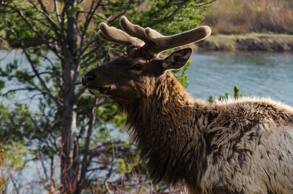 Bull Moose, a young animal eating green grass during a rain on the roadside, USA