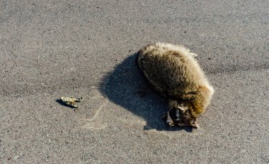 Tennessee, ABD 'de bir arabanın çarptığı ölü rakun.