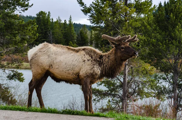 Bull Moose, a young animal eating green grass during a rain on the roadside, USA