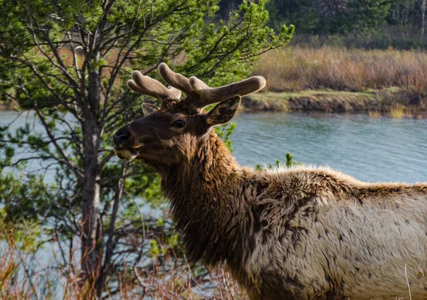 Bull Moose, a young animal eating green grass during a rain on the roadside, USA