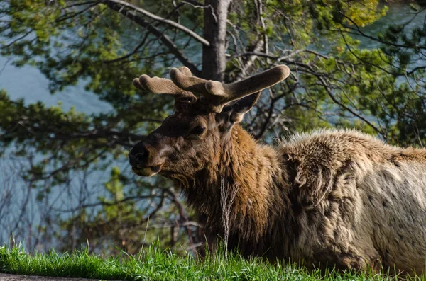 Bull Moose, a young animal eating green grass during a rain on the roadside, USA