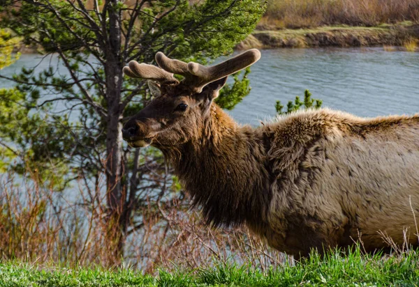 Bull Moose, a young animal eating green grass during a rain on the roadside, USA