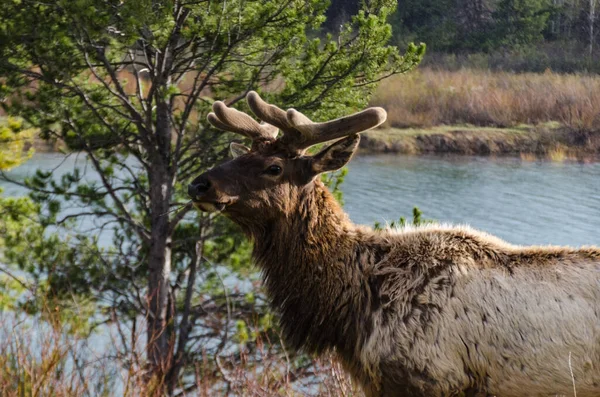 Bull Moose, a young animal eating green grass during a rain on the roadside, USA