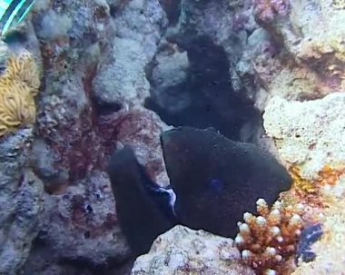 Mercan resifinde dev bir yılan balığı, Kızıl Deniz.