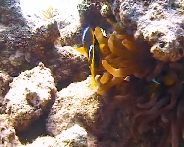 Palhaço Nadando Através Dos Tentáculos Das Anêmonas Laranja Vermelho Preto — Vídeo de Stock