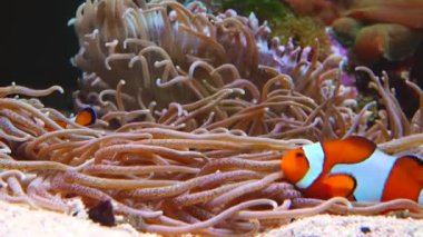 Male and female clown fish, Anemonefish (Amphiprion ocellaris) swim among the tentacles of anemones, symbiosis of fish and anemones
