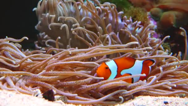 Male Female Clown Fish Anemonefish Amphiprion Ocellaris Swim Tentacles Anemones — Video Stock