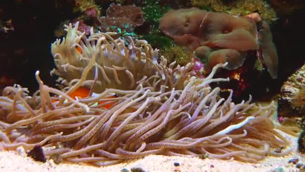 Male Female Clown Fish Anemonefish Amphiprion Ocellaris Swim Tentacles Anemones — Video Stock