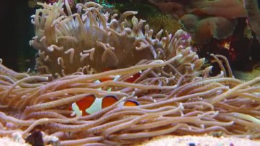 Male and female clown fish, Anemonefish (Amphiprion ocellaris) swim among the tentacles of anemones, symbiosis of fish and anemones
