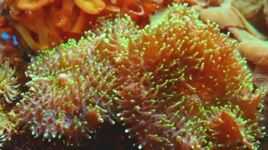 Tentacles of large sea anemone in a marine aquarium.