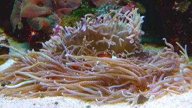 Male and female clown fish, Anemonefish (Amphiprion ocellaris) swim among the tentacles of anemones, symbiosis of fish and anemones