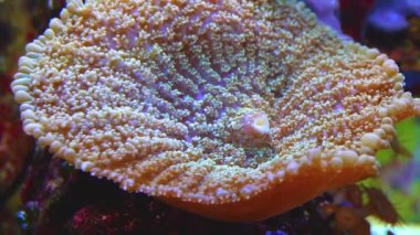 Deniz şakayığı deniz akvaryumunda.