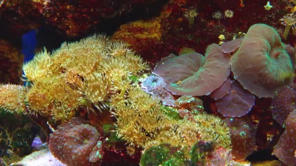 Tentacules Grande Anémone Marine Dans Aquarium Marin — Video