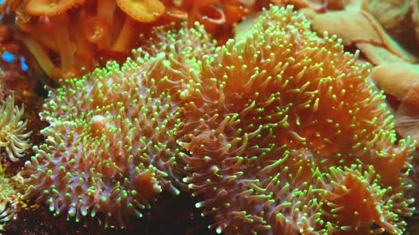 Tentacles Large Sea Anemone Marine Aquarium — Vídeo de stock