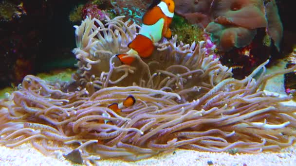 Male Female Clown Fish Anemonefish Amphiprion Ocellaris Swim Tentacles Anemones — Stockvideo