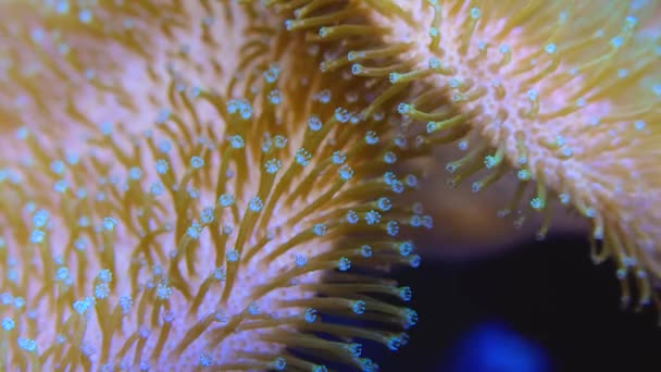 Csápok Nagy Tengeri Anemone Egy Tengeri Akváriumban Makro Fotózás Egy — Stock videók