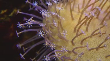 Tentacles of large sea anemone in a marine aquarium, macro photography in an aquarium 