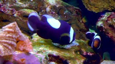 Male and female clown fish, Anemonefish (Amphiprion polymnus) fanning Its eggs, symbiosis of fish and anemones