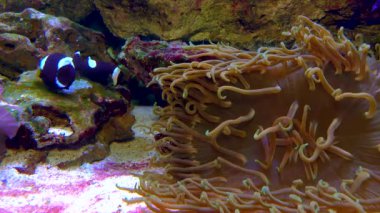 Male and female clown fish, Anemonefish (Amphiprion polymnus) fanning Its eggs, symbiosis of fish and anemones