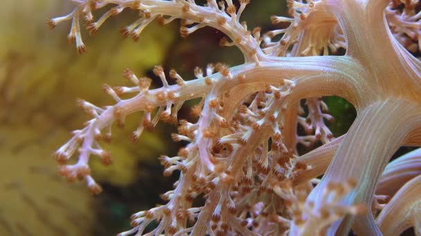 Soft Coral Tentacles Marine Aquarium — Vídeo de stock