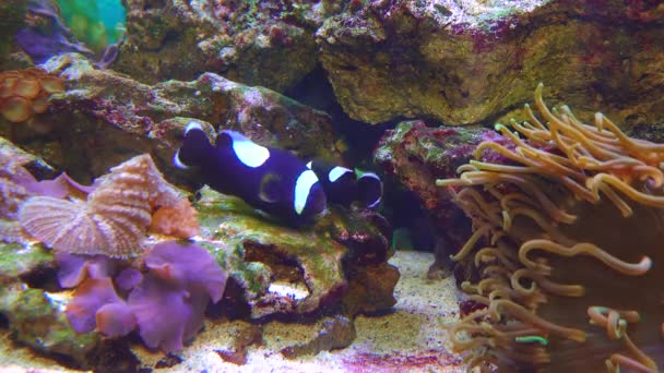 Male Female Clown Fish Anemonefish Amphiprion Polymnus Fanning Its Eggs — Video Stock