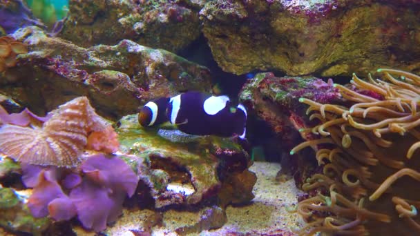 Male Female Clown Fish Anemonefish Amphiprion Polymnus Fanning Its Eggs — Vídeos de Stock