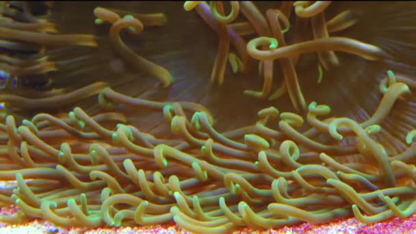 Close Uma Anêmona Simbiótica Com Tentáculos Aquário Marinho — Vídeo de Stock