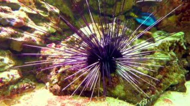 Tentacles of large sea anemone in a marine aquarium, macro photography in an aquarium