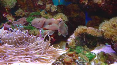 Slider shot, Corals (Protopalythoa sp., Zoanthus, Palythoa) in a marine aquarium.