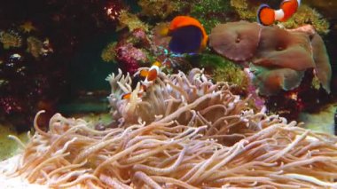 Male and female clown fish, Anemonefish (Amphiprion ocellaris) swim among the tentacles of anemones, symbiosis of fish and anemones