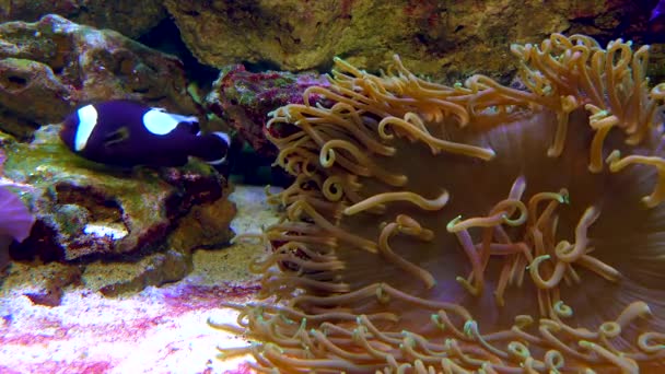 Hím Nőstény Bohóchal Anemonhalka Amphiprion Polymnus Petéit Legyezi Halak Anemonok — Stock videók