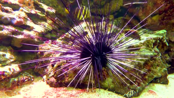 Tentacles Large Sea Anemone Marine Aquarium Macro Photography Aquarium — Stockvideo