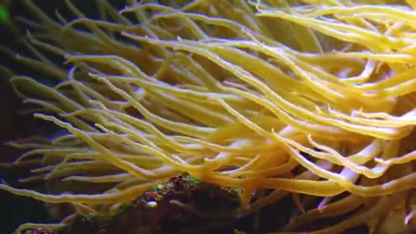 Tentacles Sea Anemone Move Stream Water — Vídeos de Stock