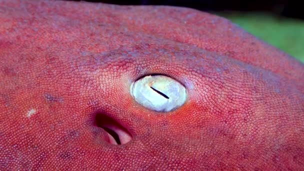 水族館でピンクの肌でサメの目 — ストック動画